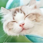 جای خواب شیشه‌ای گربه‌ فانتزی - Image 9