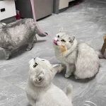 چوب بازی گربه طرح دم شفاف - Image 5